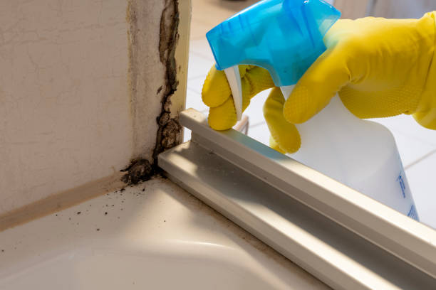 Best Insurance-Related Mold Remediation in Greenville, GA