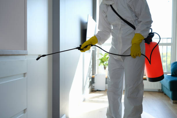 Best Attic Mold Remediation in Greenville, GA
