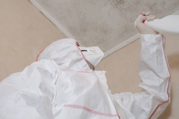 Best Post-Flood Mold Remediation in Greenville, GA