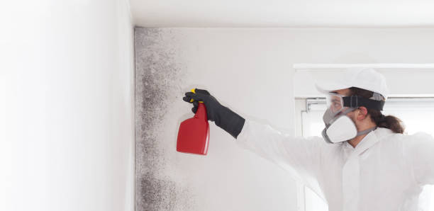Best Post-Flood Mold Remediation in Greenville, GA