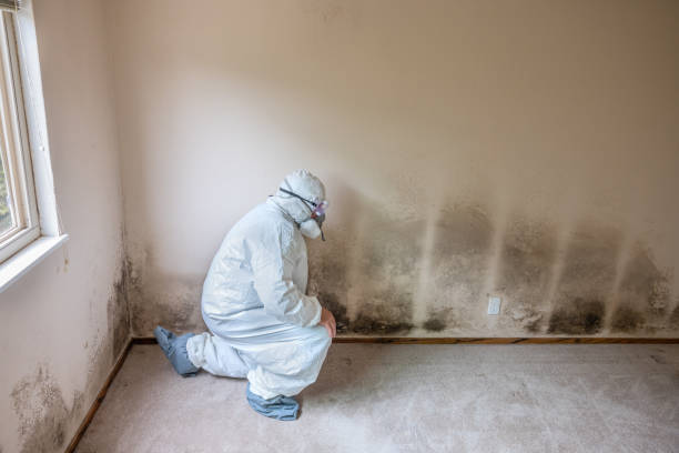 Best Kitchen Mold Remediation in Greenville, GA