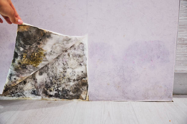 Best Bathroom Mold Remediation in Greenville, GA
